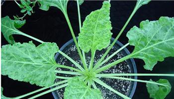 موزائیک چغندر